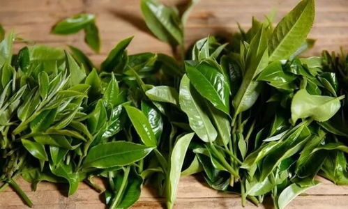 从茶树种质视角探析 普洱茶能否成为第七大茶类