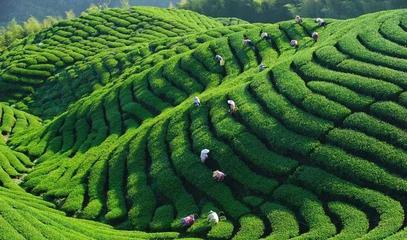 茶香悠远 在茶叶田园综合体建设中弘扬与传承茶文化
